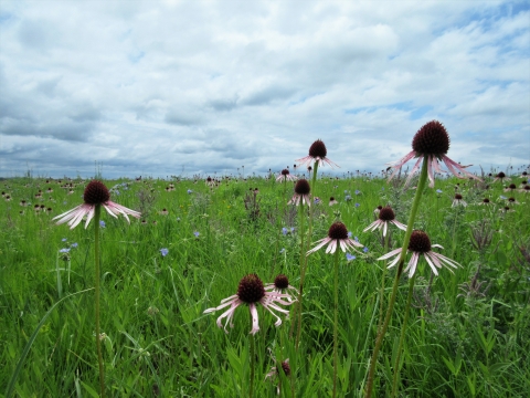 Field of pale purple coneflower, spiderwort and leadplant flowers