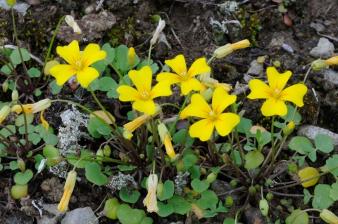Fleshy-fruit gladecress (Leavenworthia crassa) blooming with yellow flowers