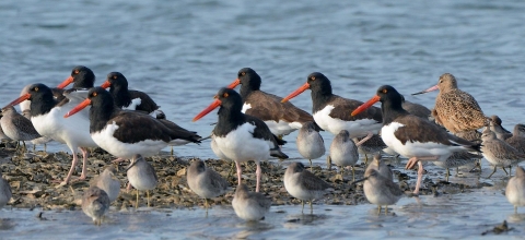 More than a dozen black-and-white birds and tan birds standing clustered together in shallow water