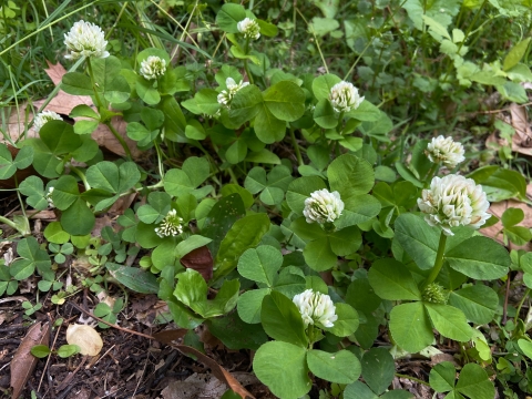 Running buffalo clover plant