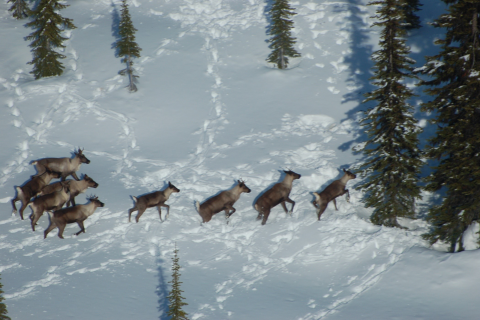 A herd of South Selkirk Mountain Caribou running through snow