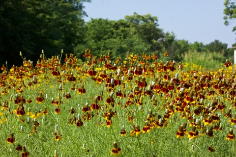 Field of wildflowers with green stems and petals of red and yellow.