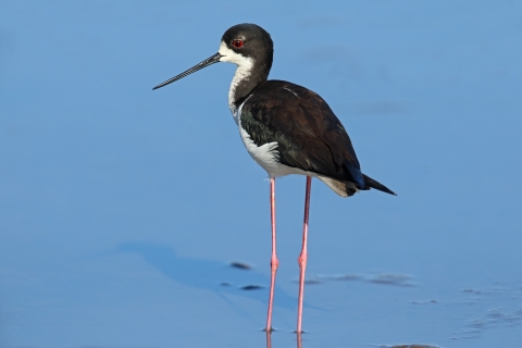 A long-legged, slender bird wades through water. Th bird looks over its shoulder and back t the camera.