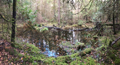 Standerson Island Marshy Landscape