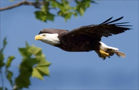 Bald eagle soaring in the clear blue skies.
