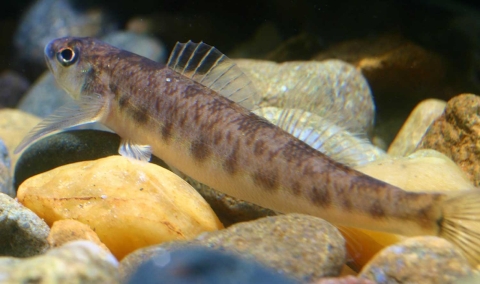A small fish with a tan underbelly and brown markings.