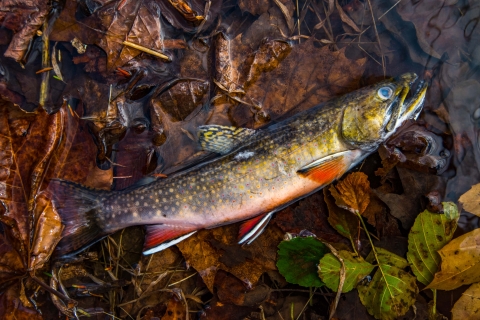 photo of eastern brook trout