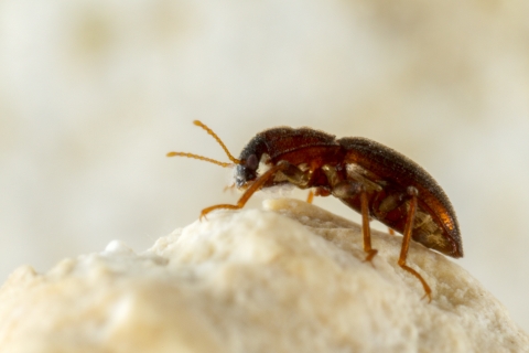 Comal Springs Riffle Beetle