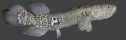 a long speckled fish