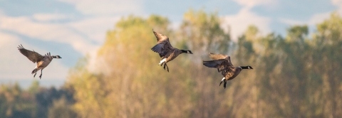 Three brown geese with black heads and necks, white cheek patches landing in front of trees in the background.