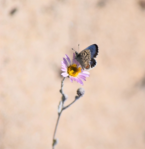 Smith's Blue Butterfly