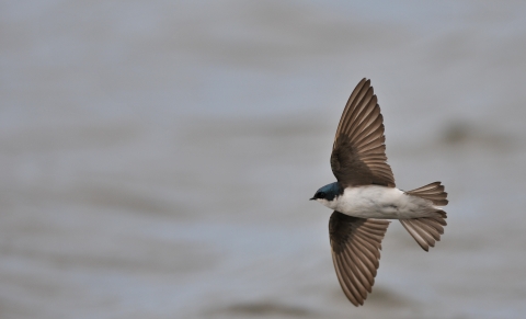Small bird with blue and white plumage flying over water