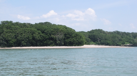 Gravel beach with tall trees in the background, lake in the foreground