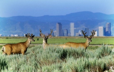 Three large animals with antlers stand in foreground, with city skyline behind them.