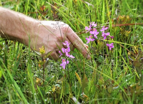 Multiflowered grass-pink orchid.