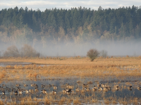 misty morning over the freshwater ponds at Billy Frank Jr. Nisqually refuge