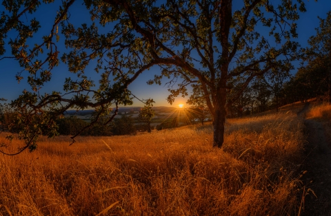Sun through Oregon white oak trees on Baskett Butte at Baskett Slough Refuge