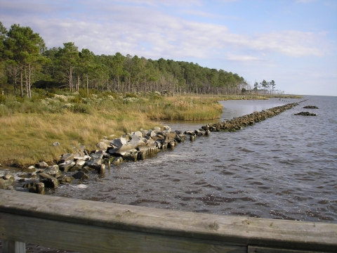 A forest fringed by grassy marsh is bordered by a partially submerged rock wall