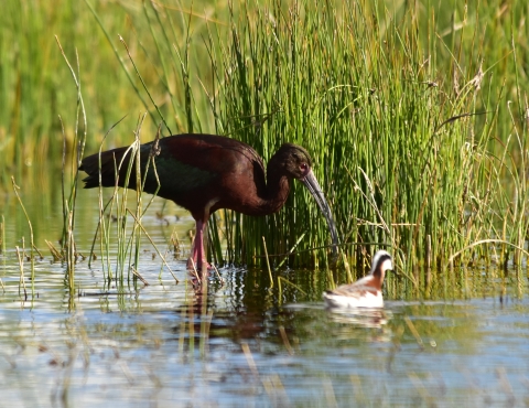 White-Faced Ibis and juvenile