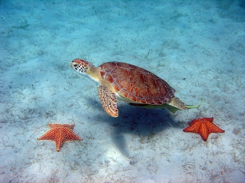A green sea turtle swims over two red sea stars on a sandy ocean floor.