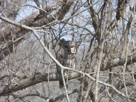 Barred Owl