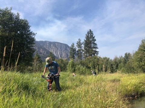 A woman in ballcap and t-shirt uses an auger to dig a hole in a field of tall grass.