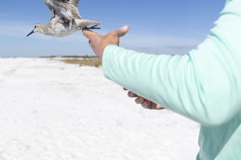 a brown shorebird is released 