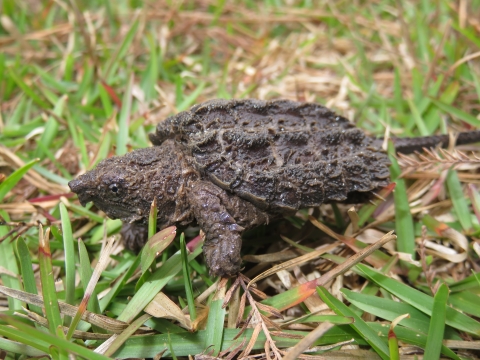 A rescued young alligator snapping turtle on a grassy field.