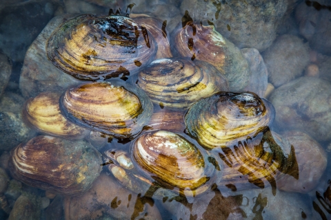 Freshwater mussels