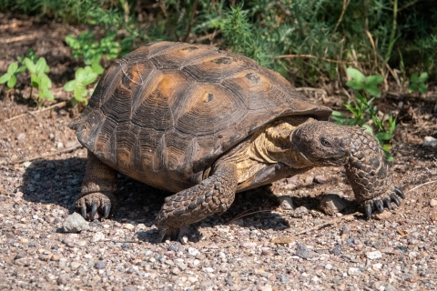 A Sonoran desert tortoise walks across a gravel trail.