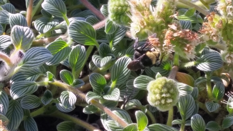 Bee nectaring on a sand dune phacelia plant
