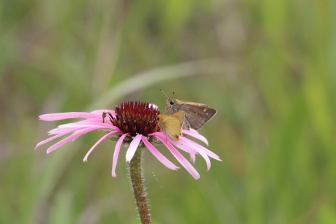 A pair of Dakota skipper butterflies on a purple coneflower