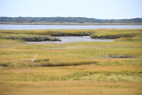 Great Blue Heron in salt marsh at Parker River NWR