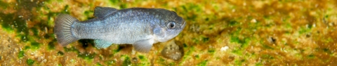 A photo of a small endangered species called Devils Hole pupfish with metallic blue on its side.