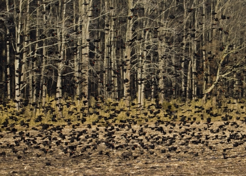 Hundreds of black birds with red wing patches fly along the edge of a field