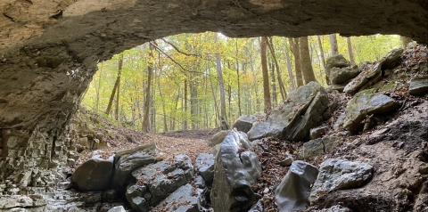 Looking up from the inside of a cave, the entrance is a window-view of a green forest.