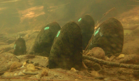 Louisiana Pearlshell Mussels 