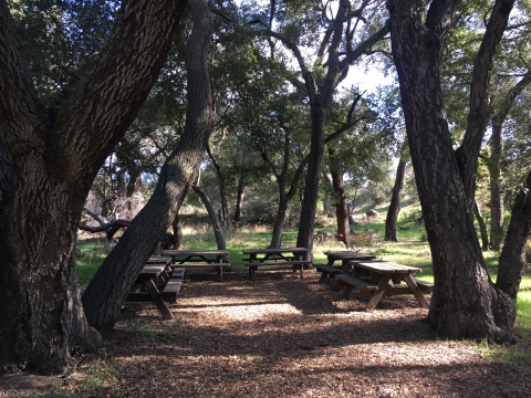 Six picnic tables arranges in a semicircle underneath the canopy of surrounding trees. 
