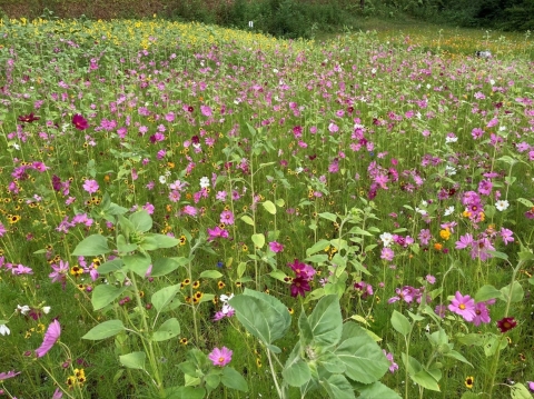 Mixed pollinator plot in bloom