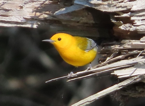 Bright yellow bird perched at entrance to a dead tree hollow