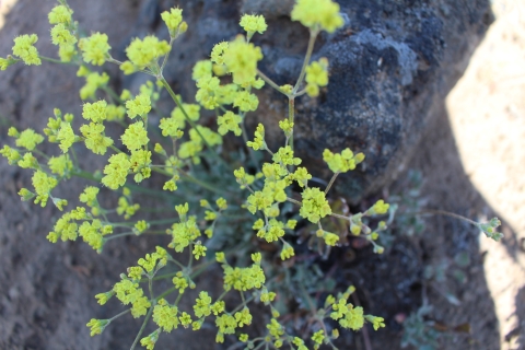 bright yellow flowers