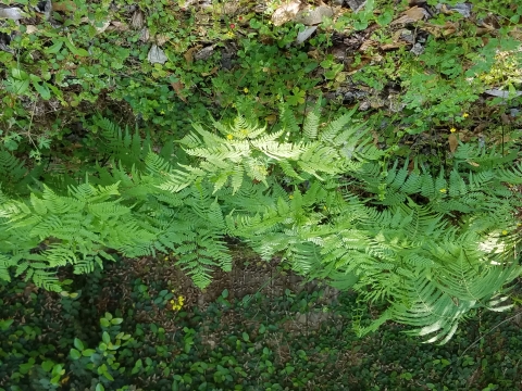 Ferns filling entire picture left to right.