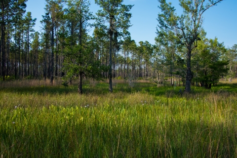 Tall green grass in the foreground with long leaf pines and blue sky in the background.