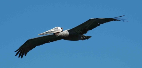 A large brown pelican in flight