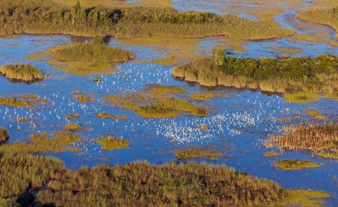 An aerial view shows a large flock of wood storks and other wading birds foraging in a slough last year at Arthur R. Marshall Loxahatchee National Wildlife Refuge in the northern Everglades. 
