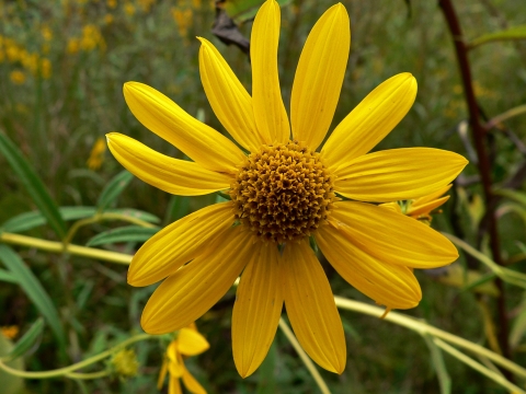 Close-up of a whorled sunflower in a field
