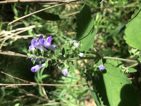 green plant with purple blossoms