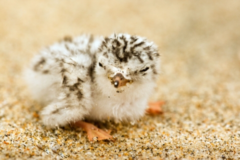 The mottled black and white of a newly hatched California least tern allows it to blend in with the sandy beach on which it sits.