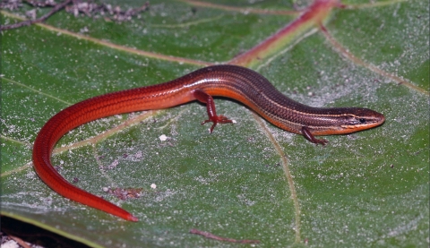 A Florida Keys mole skink is shown from above on a leaf. His back is brown with a pinkish red tail.