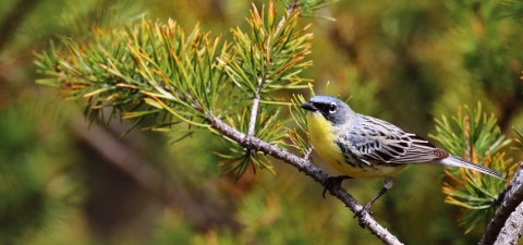 Kirtland's warbler perched in a tree